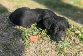 Alerte Découverte Chien Mâle Estepona Espagne