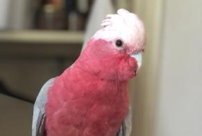 Alerte Disparition Oiseau Mâle , 2023 ans Maella Espagne