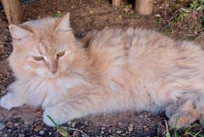 Alerte Disparition Chat croisement Femelle , 0 ans Les Tres Cales Espagne