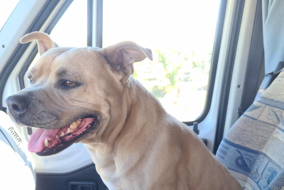 Alerte Disparition Chien  Femelle , 4 ans Fraga Espagne