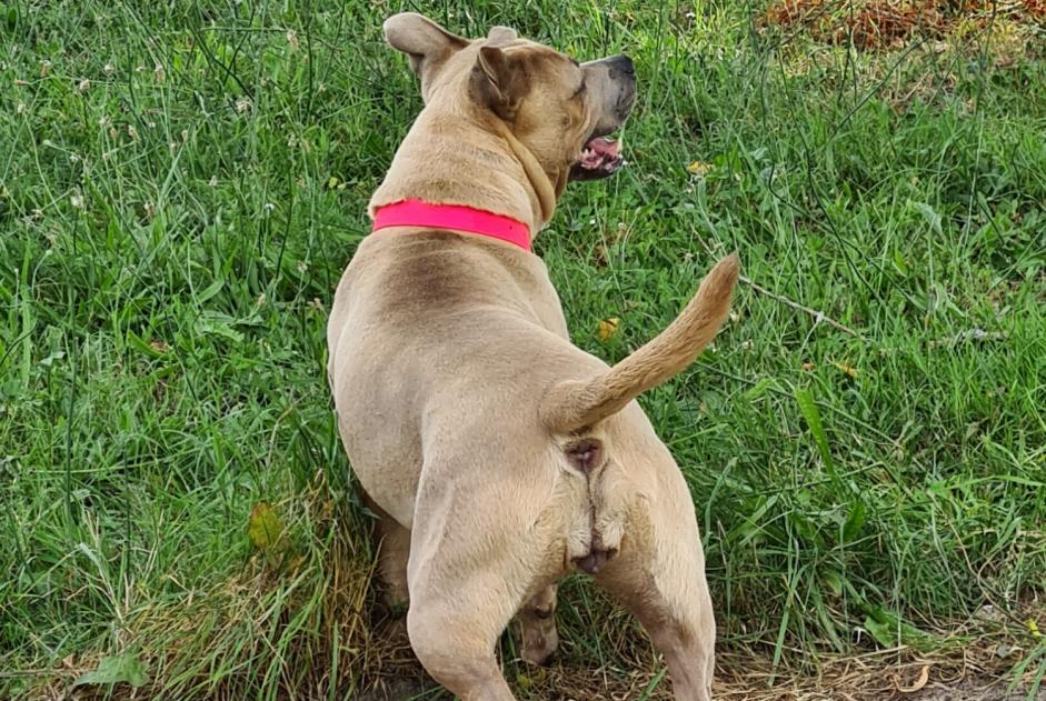 Alerte Disparition Chien  Femelle , 4 ans Fraga Espagne