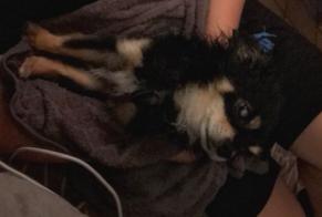 Alerte Disparition Chien croisement Mâle , 7 ans Roses Espagne