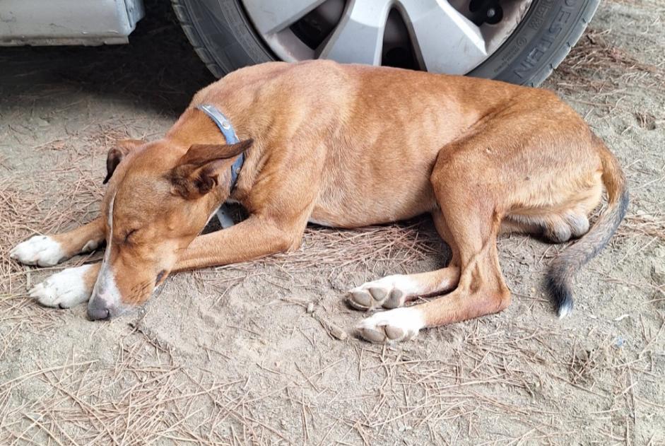 Alerte Découverte Chien  Mâle Isla Cristina Espagne