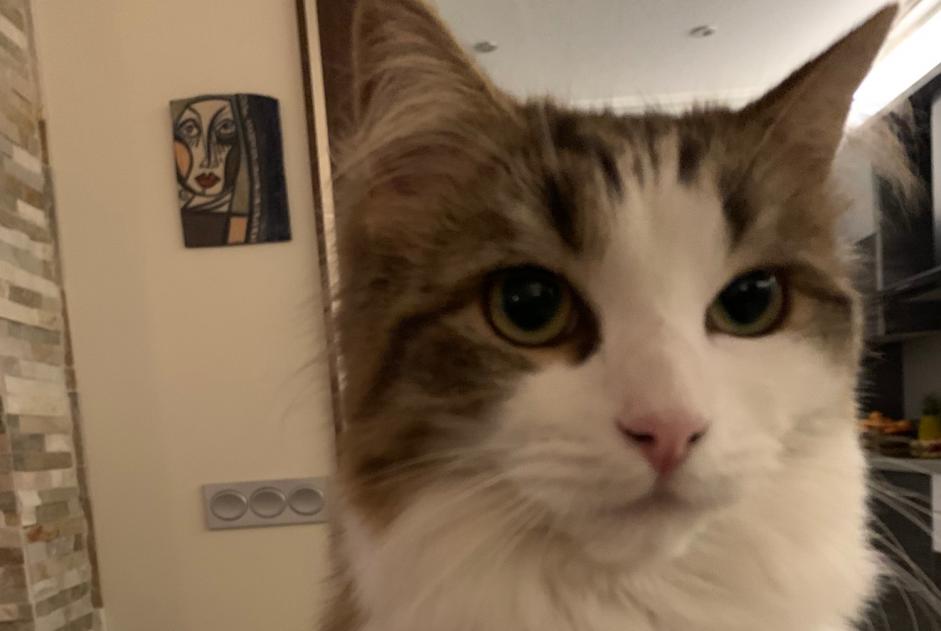 Alerte Disparition Chat croisement Femelle , 1 ans Calpe Espagne