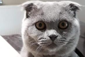 Alerte Disparition Chat  Mâle , 6 ans San Pedro del Pinatar Espagne