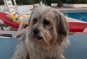 Alerte Découverte Chien  Femelle Lora del Río Espagne