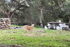 Alerte Découverte Chien Femelle , 2 ans Los Barrios Espagne