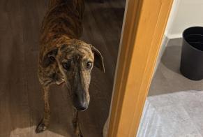 Alerte Découverte Chien  Femelle , 1 année Madrid Espagne