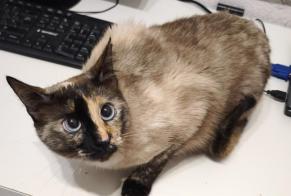 Alerte Découverte Chat Inconnu Alacant Espagne