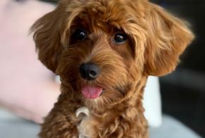 Alerte Disparition Chien croisement Femelle , 1 ans València Espagne
