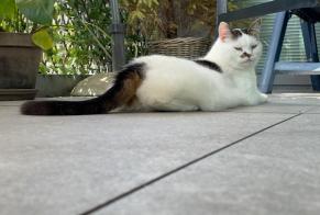 Alerte Disparition Chat  Femelle , 9 ans Roses Espagne