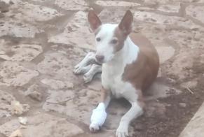 Alerte Découverte Chien Mâle Benaocaz Espagne