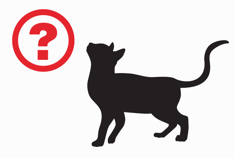 Alerta de Hallazgo Gato Desconocido Barcelona España