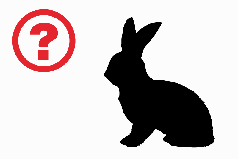 Avviso Ritrovamento Coniglio Non conosciuta Nendaz Svizzera