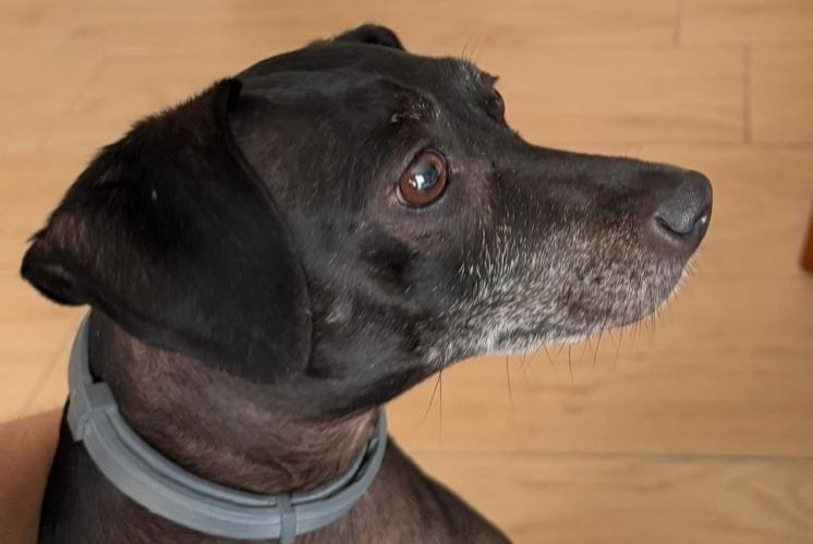 Cane Smarrito a Camas (Sevilla, Spagna)  - allerta scoperta Pet Alert n. 360650