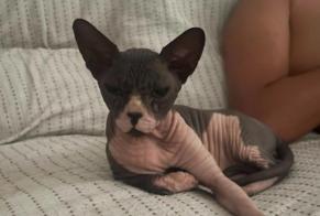 Avviso scomparsa Gatto  Maschio , 3 anni Colmenar Spagna