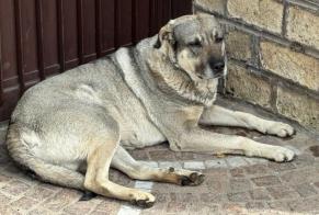 Fundmeldung Hond kräizung Männlech Roma Italie