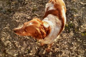Fundmeldung Hond  Weiblech Cherves-Richemont France