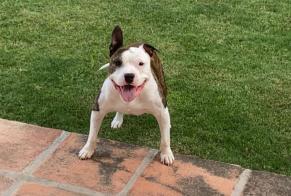 Verdwijningsalarm Hond  Mannetje , 8 jaar Marbella Spanje