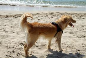 Verdwijningsalarm Hond  Vrouwtje , 5 jaar Pau Spanje