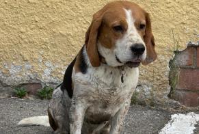 Ontdekkingsalarm Hond  Mannetje Calonge Spanje