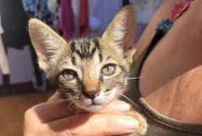 Ontdekkingsalarm Kat Mannetje , Tussen 1 en 3 maanden San José de la Rinconada Spanje