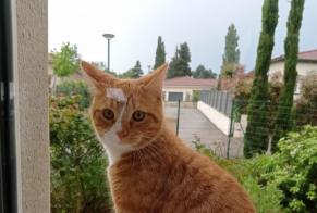 Alerta desaparecimento Gato Macho , 1 anos Chamagnieu France