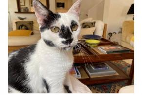 Alerta desaparecimento Gato Fêmea , 7 anos Istán Spain